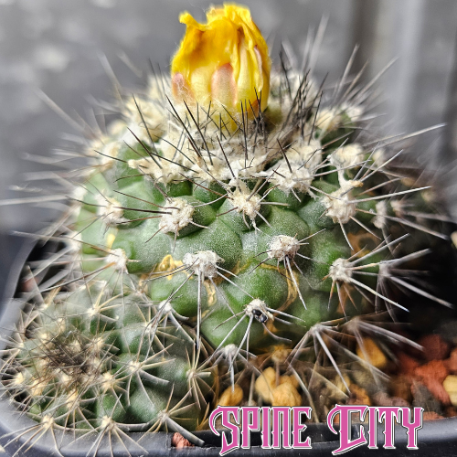 Copiapoa humilis cactus with frosty green blue body, woolly crown and multiple pups on an old specimen