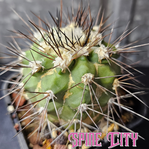 Copiapoa humilis ssp. longispina cactus with sculptural green body, long spines and natural weathered patina