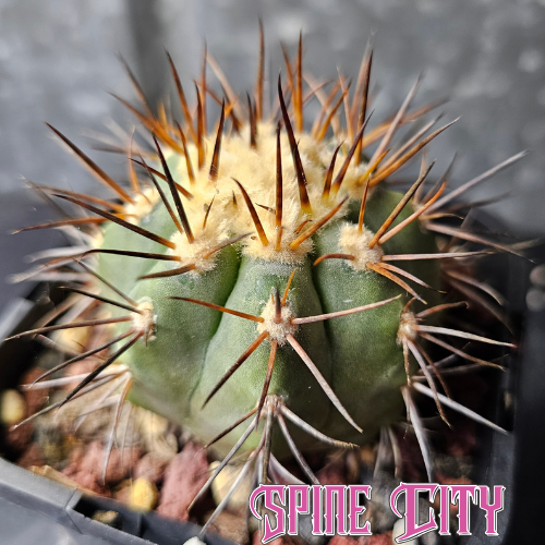 Copiapoa magnifica with blue-green skin, woolly crown, and strong spines.