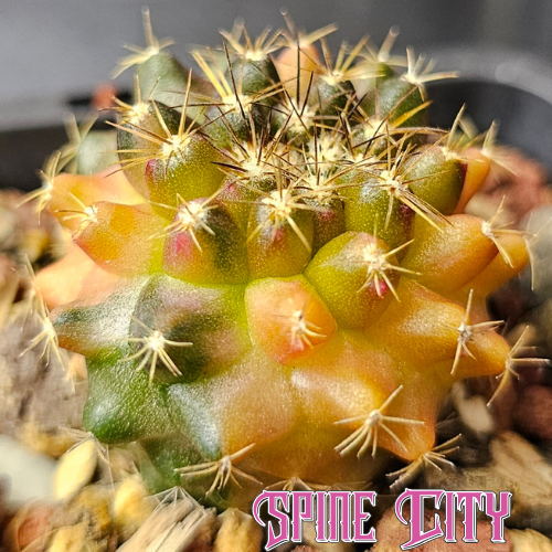 Copiapoa montana hybrid with sublime variegation, seed grown on own roots, distinctive Copiapoa form