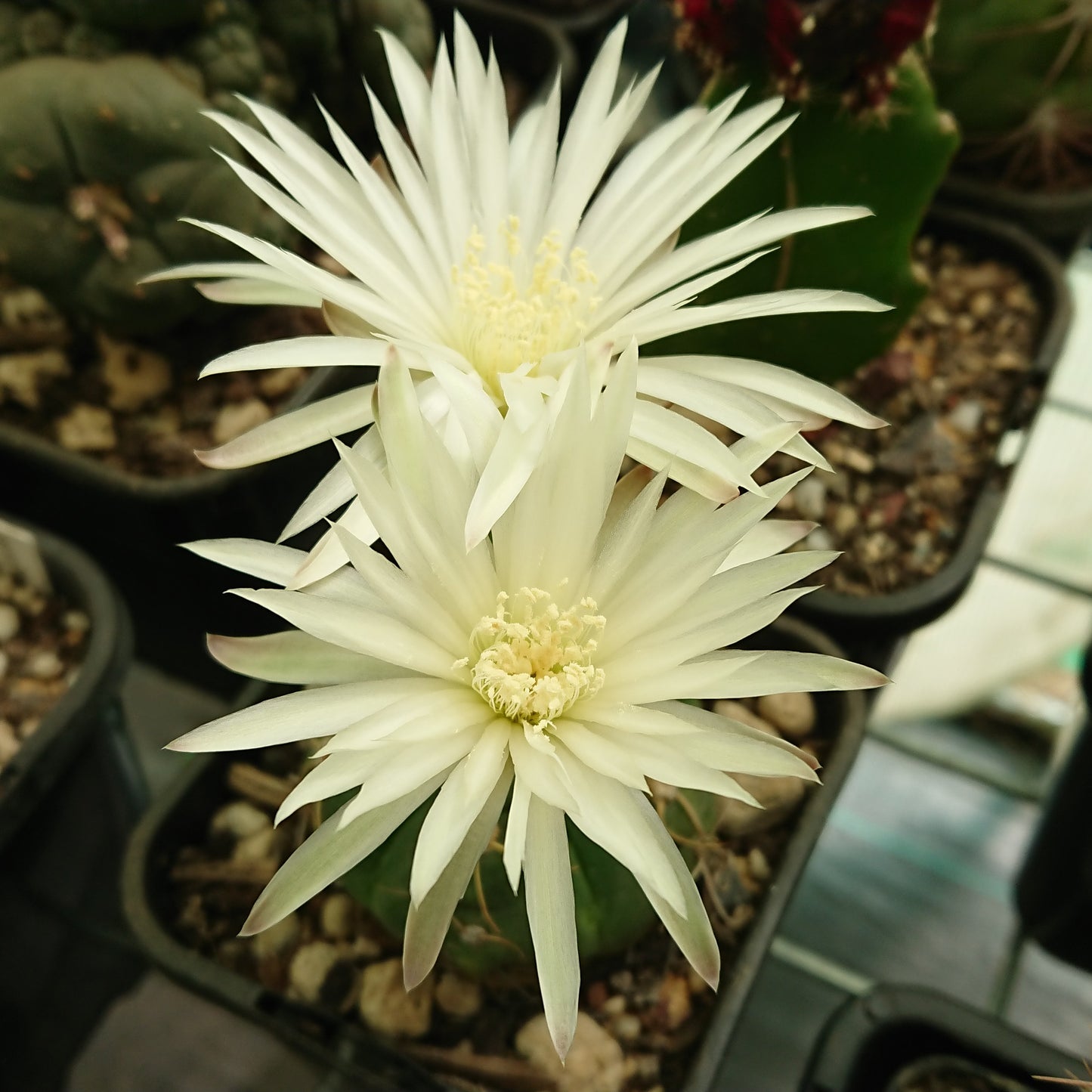 Gymnocalycium denudatum