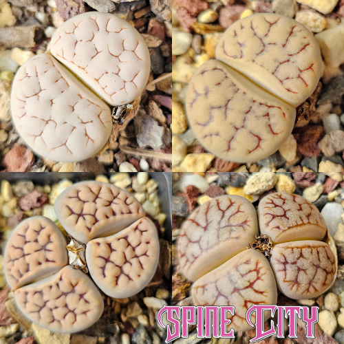 Deep texture – 4 Lithops plants, living stones, showing variation in pattern and form