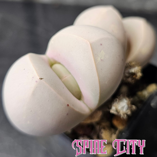 Large two-headed Dinteranthus wilmotianus specimen with smooth rounded bodies and soft lilac colouring.