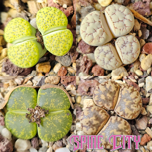 Earth and green – 4 Lithops plants, living stones, showing variation in pattern and form