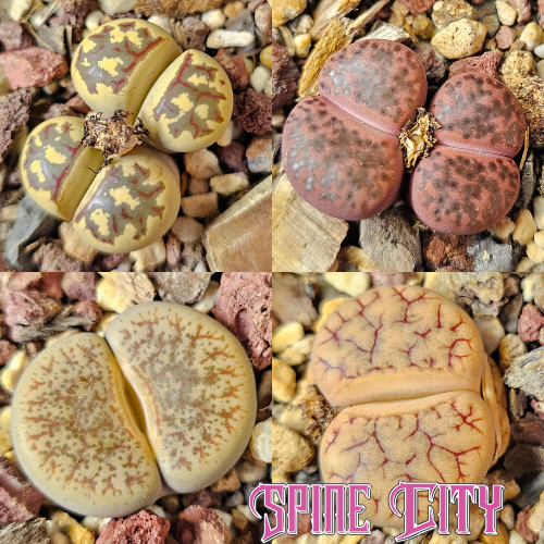 Earthshade selection – 4 Lithops plants, living stones, showing variation in pattern and form