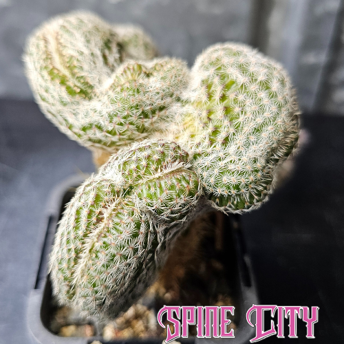 Echinocereus crest with multiple twisted crested heads in unusual growth form