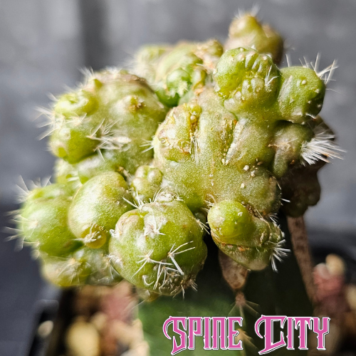 Echinocereus cv. Frank mutant cactus, Spine City original with sculptural, unpredictable growth and unique freaky form
