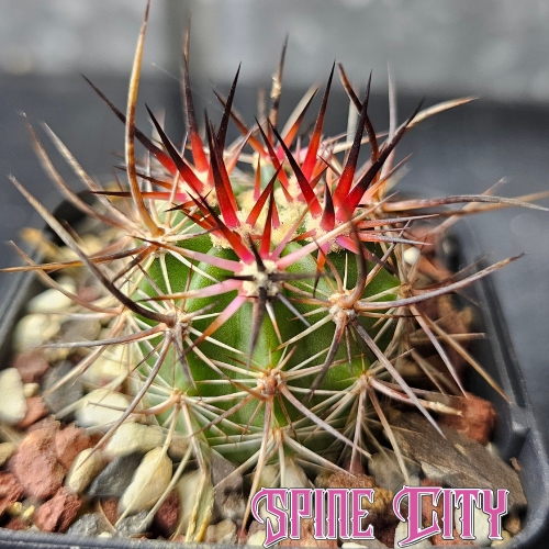 Echinocereus ferreirianus v. lindsayi cactus with bright pink new spines and magenta flowers.