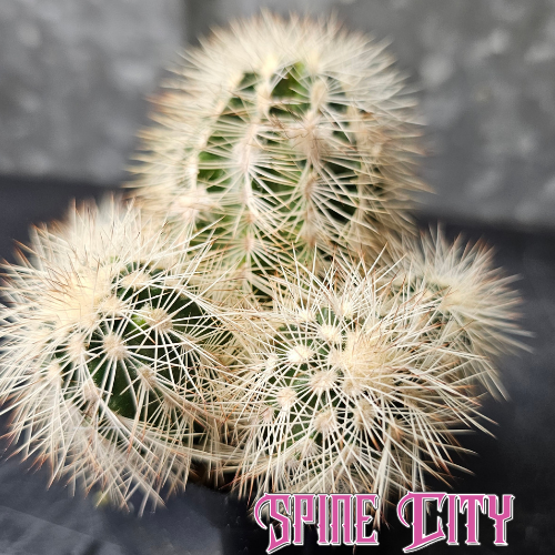 Echinocereus reichenbachii v. albispinus Greer breeding pair with multiple heads and vibrant white spines.