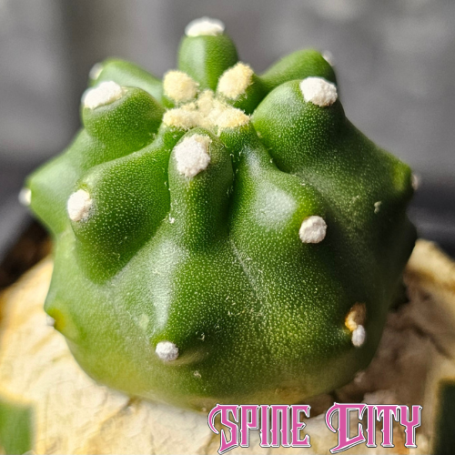 Echinocereus triglochidiatus inermis cactus with emerald-green body and white areole highlights, rare spineless form.