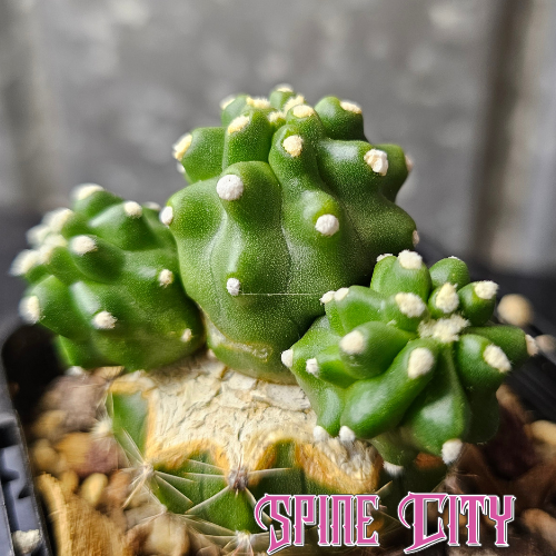 Echinocereus triglochidiatus inermis cactus with emerald-green body and white areole highlights, rare spineless form.