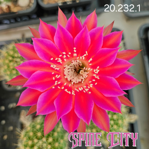 Echinopsis AN Selection 20.232.2 with a super-saturated Hyper Pink flower and vibrant orange highlights through the petals.