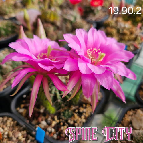 Echinopsis Euro Hybrid with very large cerise pink flowers, exaggerated outer petals and subtle green highlights.