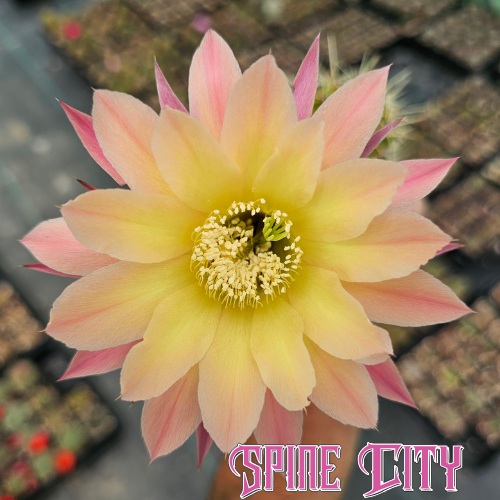 Echinopsis cv. Tequila cactus with apple-green body, sharp spines, and large vibrant flower.