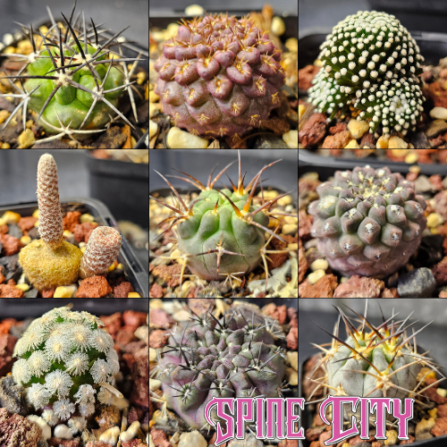 Nine premium grade cactus plants selected for refined form, rarity and collector quality arranged together as an elite bundle