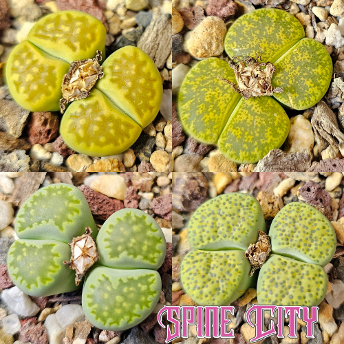 Envy mix – 4 green Lithops plants, living stones, showing variation in pattern and form