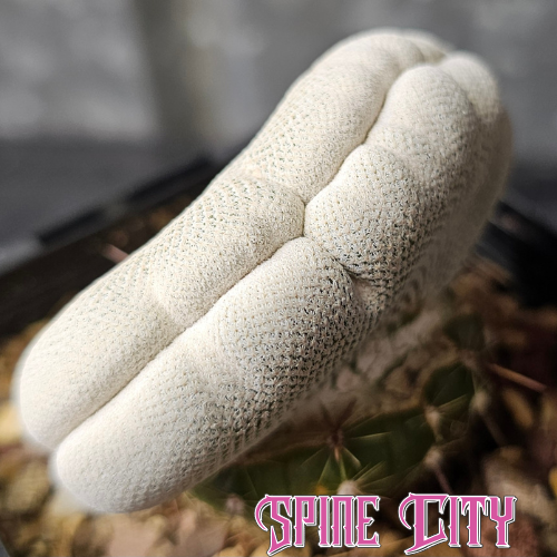 Epithelantha bokei crest shows dense, bright white spines and a refined, sculptural form.