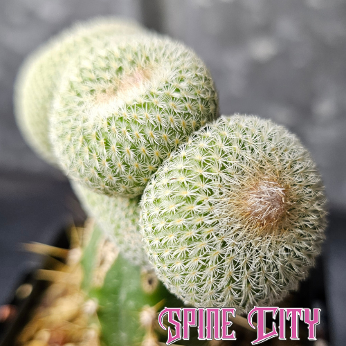 Epithelantha unguispina crest cactus with crested and traditional growth forms and tight white spines.