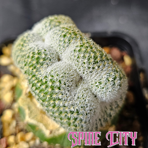 Epithelantha unguispina crested form with tight white spines and clean balanced shape – grown by Spine City