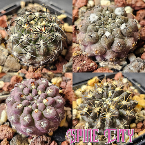 Eriosyce Select Hybrids cactus bundle featuring four Spine City hybrids with dark bodies and varied spines.