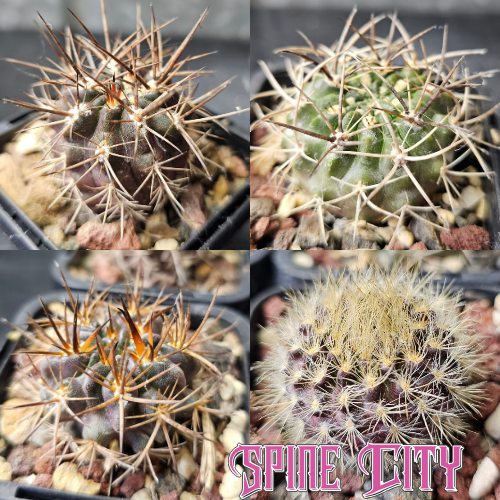 Eriosyce Spine Select cactus bundle featuring four plants with contrasting spines, bristles and varied forms.