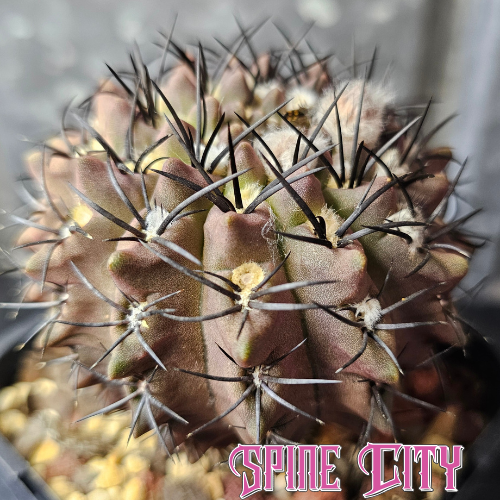 Eriosyce esmeraldana RMF165 cactus with near purple body, mild variegation and jet black spines, Spine City