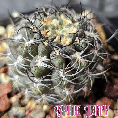 Eriosyce hybrid cactus with dark body and jet black spines wrapping tightly around the plant