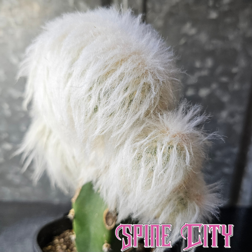 Espostoa nana crest with long white hair covering a large crested form