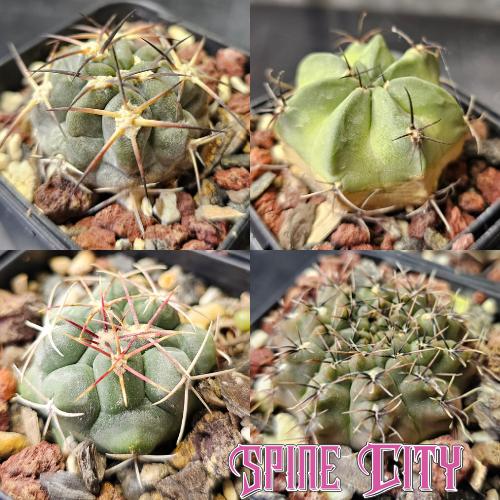 Fierce and Frosty cactus bundle featuring four unusual cacti with varied forms and distinctive frosted bodies.