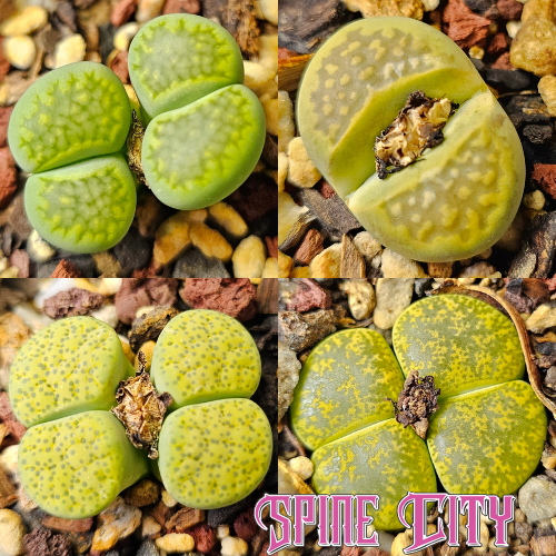 Four green coloured lithops plants displaying a spectrum of green tones arranged together as a bundle