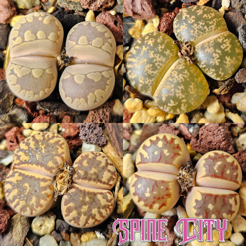 Four lithops plants in earthy natural tones with brown, tan and stone coloured markings grouped as a bundle