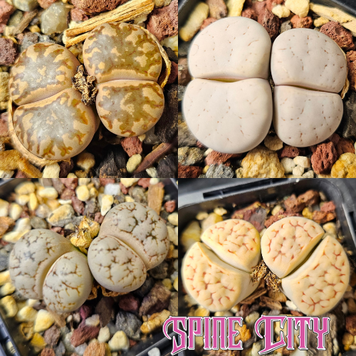 Four lithops plants with varied patterns and surface markings grouped together as an eclectic mixed bundle