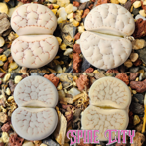 Four pale and neutral coloured lithops plants grouped together in a ghostly toned bundle