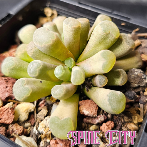Frithia pulchra succulent with tubular windowed leaves and bright pink daisy-like flowers.