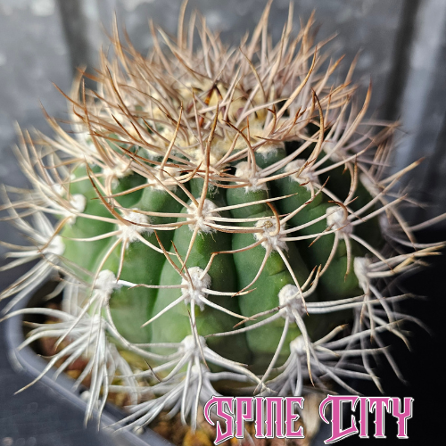 Aged Gymnocalycium with upright growth and weathered spines showing natural patina and age.