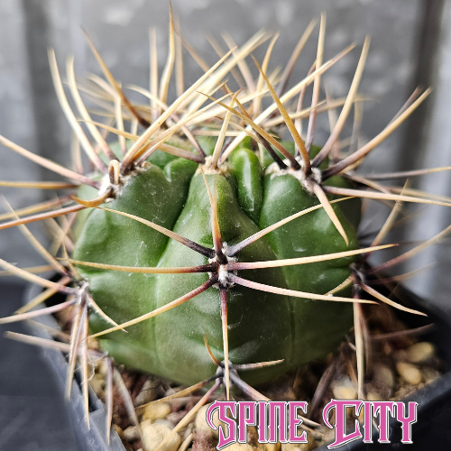 Gymnocalycium achirasense v. chacrasense with a glossy deep green body and fierce prominent spines.