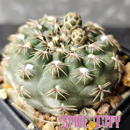 Gymnocalycium affine ssp. frankianum with grey-green skin, flattened body, and short refined spines.
