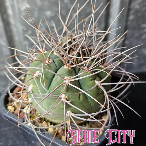 Gymnocalycium armatus with grey-green textured skin and fierce spines, over 10 years old.