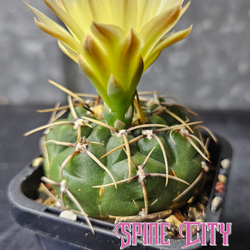 Gymnocalycium artigas cactus with deep green body and bright yellow flower.