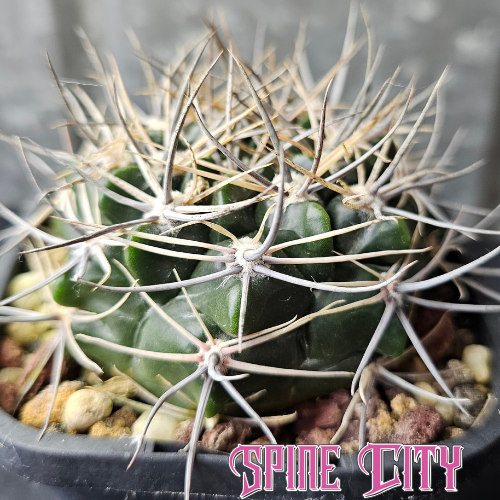 Gymnocalycium bicolor with a rich emerald green body and dense, fierce spines.
