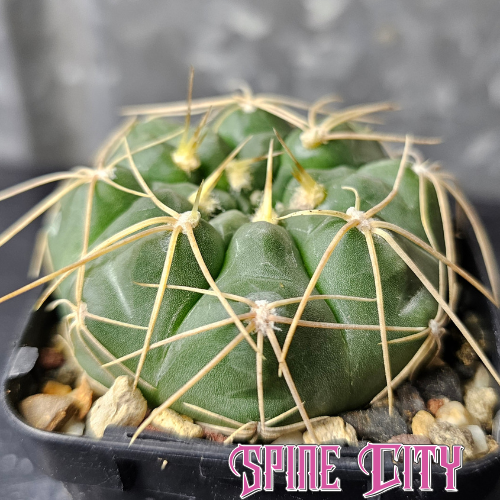 Gymnocalycium bissii JN163 with unusual green skin and long compressed spines, rare field-collected form.