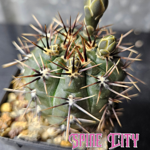 Gymnocalycium borthii WP 64-78A with steel blue-green skin and dark structured spines, rare select form.
