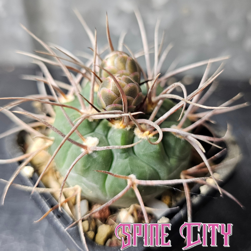 Gymnocalycium bozsingianum (P205) with emerald green skin, deep grooves, and wild spines.