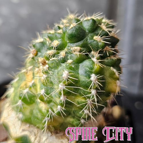 Gymnocalycium bruchii mutant cactus with deep emerald body, unusual growth and variegation, world first, Spine City