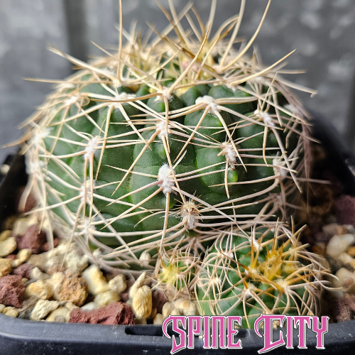 Compact Gymnocalycium capillense with deep green skin, honey spines, and pups forming at the base.
