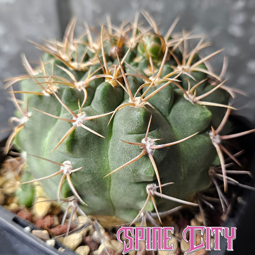 Mature Gymnocalycium carminanthum with glaucous green skin and honey-coloured spines.
