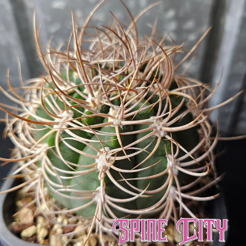 Large seed-grown Gymnocalycium curvispinum showing vibrant green skin and dense curved spines, an impressive and formidable cactus.