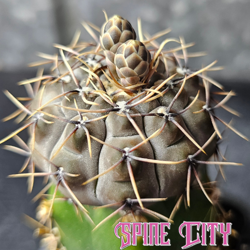 Gymnocalycium esperanzae cactus with frosty body and sculptural spines.