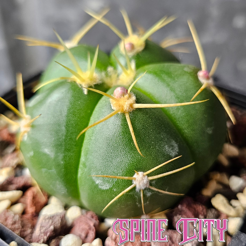 Gymnocalycium horstii HU79 v. buenekeri with rounded body and yellow spines.