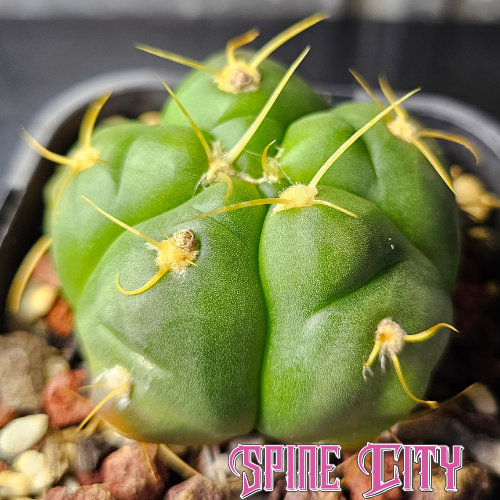 Gymnocalycium horstii v. bueneckeri HU79 with a smooth green body and sparse yellow spines
